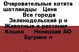 Очаровательные котята шотландцы › Цена ­ 2 000 - Все города, Зеленодольский р-н Животные и растения » Кошки   . Ненецкий АО,Бугрино п.